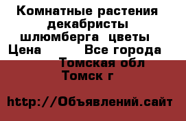 Комнатные растения, декабристы (шлюмберга) цветы › Цена ­ 300 - Все города  »    . Томская обл.,Томск г.